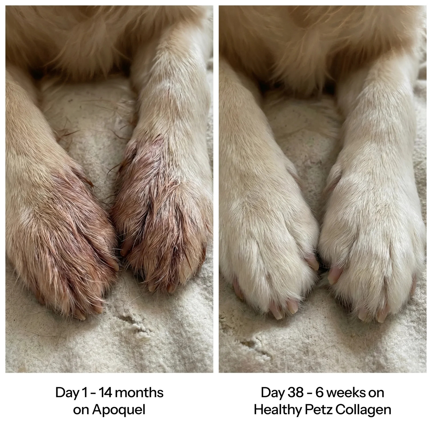 Healthy Petz© Premium Liquid Collagen